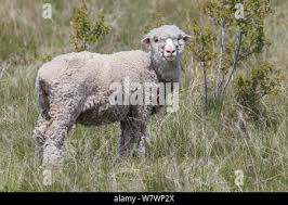 Attēlu rezultāti vaicājumam “Ovis aries juvenile”