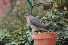 Attēlu rezultāti vaicājumam “Accipiter nisus”
