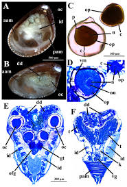 Attēlu rezultāti vaicājumam “Physarum bivalve sessile”