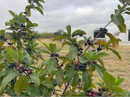 Attēlu rezultāti vaicājumam “Rhamnus cathartica fruit”