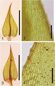 Attēlu rezultāti vaicājumam “Philonotis calcarea”