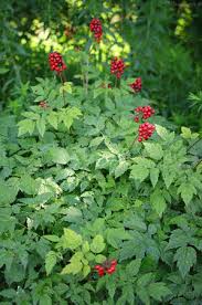 Image result for Christophskraut