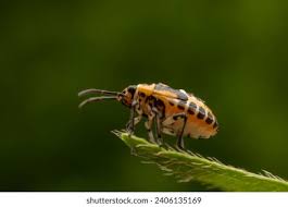 Attēlu rezultāti vaicājumam “Eurydema dominulus”