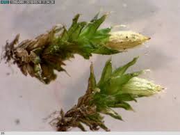 Attēlu rezultāti vaicājumam “Orthotrichum diaphanum”