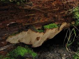 Attēlu rezultāti vaicājumam “Phellinus nigrolimitatus”