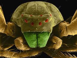 Attēlu rezultāti vaicājumam “Misumena vatia”