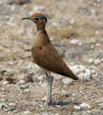 Image result for Cursorius cursor