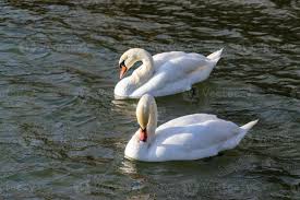 Attēlu rezultāti vaicājumam “Cygnus olor adult”