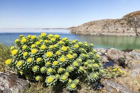Attēlu rezultāti vaicājumam “Rhodiola rosea flower”