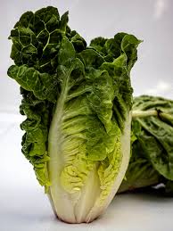 Attēlu rezultāti vaicājumam “Lactuca sativa”