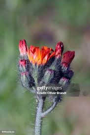 Image result for Hieracium aurantiacum