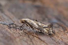 Attēlu rezultāti vaicājumam “Epermenia falciformis”