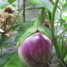 Afbeeldingsresultaat voor rosa bianca eggplant