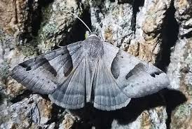 Attēlu rezultāti vaicājumam “Noctuidae”