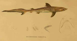 Image result for Galeocerdo cuvier