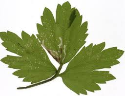 Attēlu rezultāti vaicājumam “Ranunculus repens leaf”