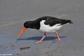 Attēlu rezultāti vaicājumam “Haematopus ostralegus”