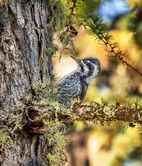 Attēlu rezultāti vaicājumam “Picoides tridactylus”