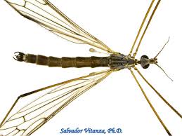 Attēlu rezultāti vaicājumam “Limoniidae”