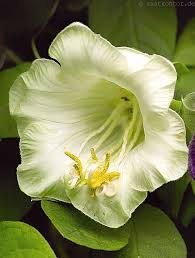 Image result for Glockenrebe