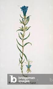 Attēlu rezultāti vaicājumam “Gentiana pneumonanthe”