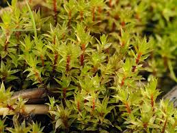 Attēlu rezultāti vaicājumam “Bryum pallescens sporophyte”
