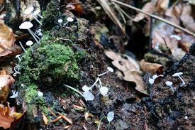 Attēlu rezultāti vaicājumam “Delicatula integrella”