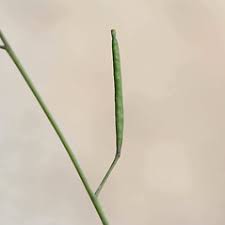 Attēlu rezultāti vaicājumam “Diplotaxis muralis”