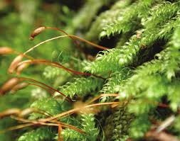 Attēlu rezultāti vaicājumam “Herzogiella seligeri”