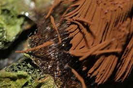 Attēlu rezultāti vaicājumam “Stemonitis splendens stalked”
