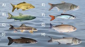 Image result for Cyprinus multitaeniatus