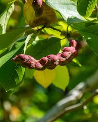 Attēlu rezultāti vaicājumam “Magnolia kobus fruit”