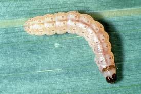 Attēlu rezultāti vaicājumam “Ostrinia nubilalis”