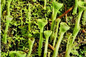 Attēlu rezultāti vaicājumam “Cladonia fimbriata”