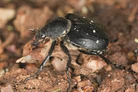 Attēlu rezultāti vaicājumam “Gnorimus variabilis”