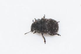 Attēlu rezultāti vaicājumam “Anthribus nebulosus”