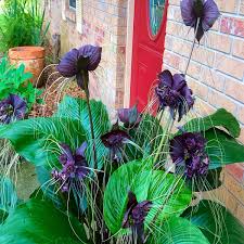 Image result for Tacca chantrieri