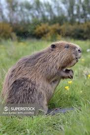 Attēlu rezultāti vaicājumam “Castor fiber”