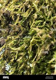 Attēlu rezultāti vaicājumam “Sciuro-hypnum populeum”