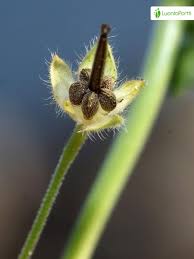 Attēlu rezultāti vaicājumam “Geranium sylvaticum bud”