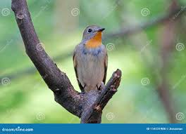 Image result for Ficedula albicilla