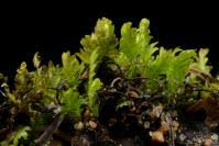 Attēlu rezultāti vaicājumam “Fissidens osmundoides”