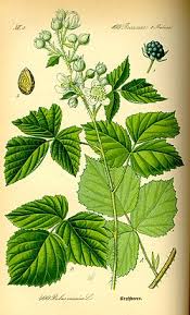 Attēlu rezultāti vaicājumam “Rubus caesius flower”