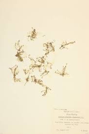 Attēlu rezultāti vaicājumam “Elatinaceae”