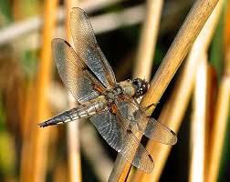 Attēlu rezultāti vaicājumam “Libellula quadrimaculata eggs”