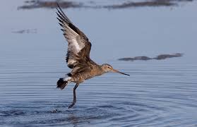 Image result for Limosa haemastica