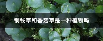 「香菇草」的圖片搜尋結果