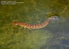 Attēlu rezultāti vaicājumam “Rhantus frontalis”