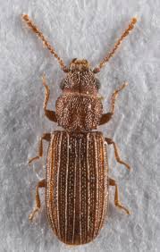 Attēlu rezultāti vaicājumam “Cucujidae”