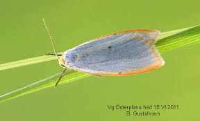 Attēlu rezultāti vaicājumam “Cybosia mesomella”